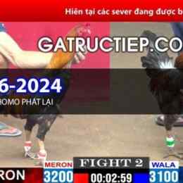 đá gà thomo trực tiếp c5 hôm nay