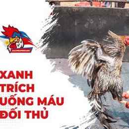 đá gà thomo xanh trích uống máu đối thủ