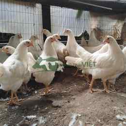 da ga thon hon