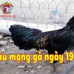 đá gà thứ sáu