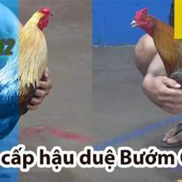 đá gà trận 12 c4
