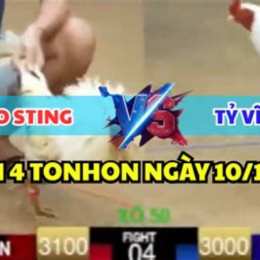 đá gà trận 12 hôm nay