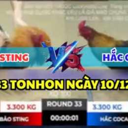 đá gà trận 33 hôm nay