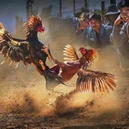 đá gà tre cựa sắt 2016