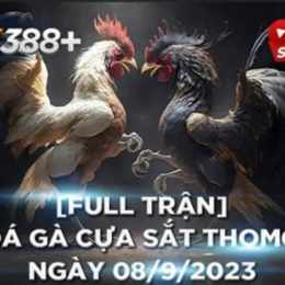 đá gà tre thomo mới nhất hôm nay