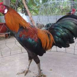 đa ga tre thomo