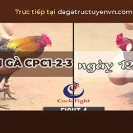 đá gà trực tiếp 13 tháng 6