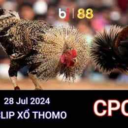 đá gà trực tiếp 28 7 2023