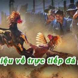 đá gà trực tiếp 67 2018
