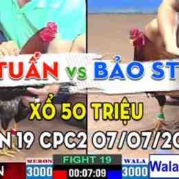 đá gà trực tiếp bảo sting chồng độ 4 cái