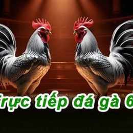 đá gà trực tiếp c1 c2 c3 thomo