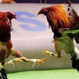 đá gà trực tiếp c3 167
