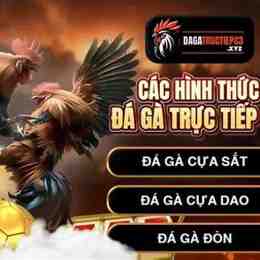 đá gà trực tiếp c3 19 9