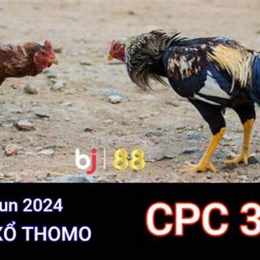 đá gà trực tiếp c3 88