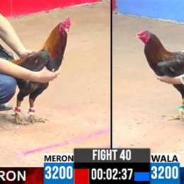 đá gà trực tiếp c3 bồ 67
