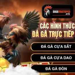 đá gà trực tiếp c3 hôm nay vàng