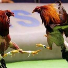 đá gà trực tiếp c3 ngày 18 tháng 8