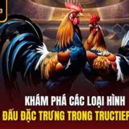 đá gà trực tiếp c3 trận 31