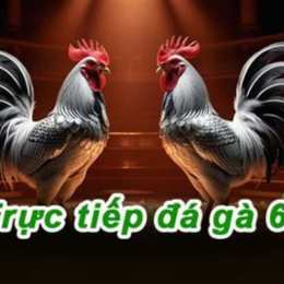 đá gà trực tiếp c3 trang 21