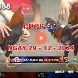 đá gà trực tiếp c5 88