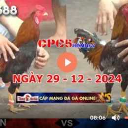 đá gà trực tiếp c5 trận 29