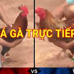 đa ga truc tiep cam