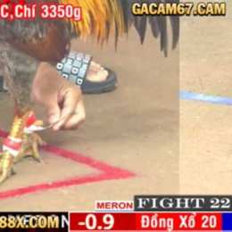 đá gà trực tiếp cpc1 hôm nay