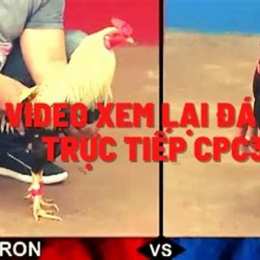 đá gà trực tiếp cpc3 18 7