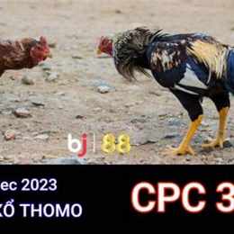 đá gà trực tiếp cpc3 trận 12