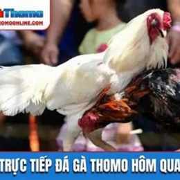 da ga truc tiep hôm qua