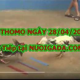 đá gà trực tiếp máu 67 hôm nay