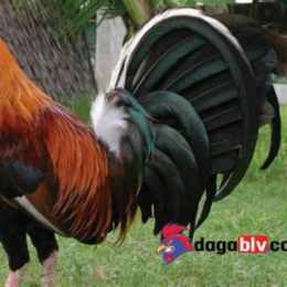 đá gà trực tiếp mít trà cú