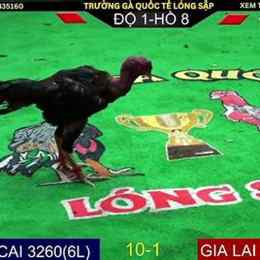 đá gà trực tiếp ngày 11 tháng 9 năm 2024