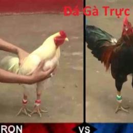 đá gà trực tiếp thomo chấm com