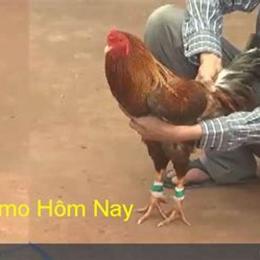 đá gà trực tiếp thomo hôm nay c1