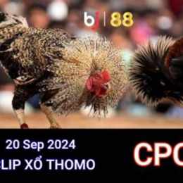 đá gà trực tiếp thomo ngày 20 tháng 09