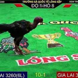 đá gà trực tuyến hôm qua