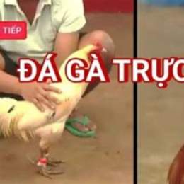 đa ga truoc tip