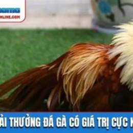 da ga truong c1