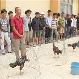 đá gà trường c4
