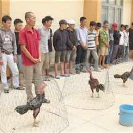 đá gà trường một bài