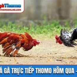 da ga tt thomo hom nay