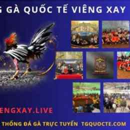 đá gà vieng xay