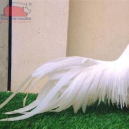đá gà việt nam tốt nhất