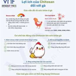 da ga vn