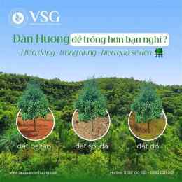 đàn gà con dễ thương