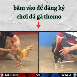 đăng ký đá gà mộc bài