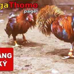 dang ky da ga thomo