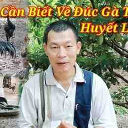 đổ gà trùng huyết có đá được không