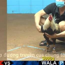 full clip đá gà c3 hôm nay